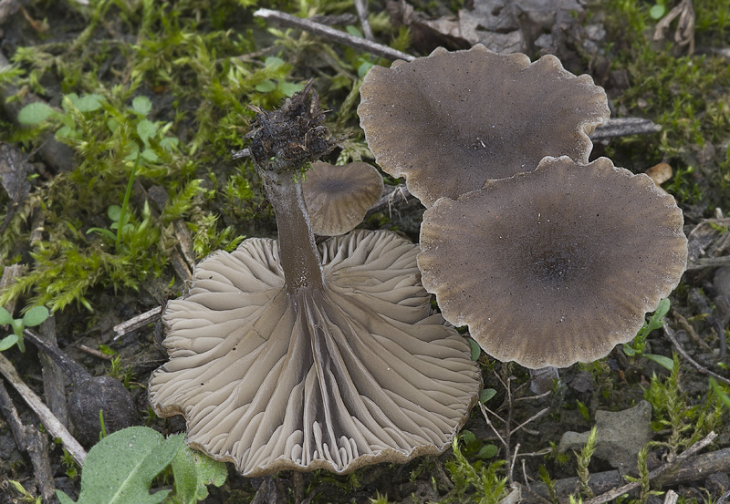 Omphalina obscurata